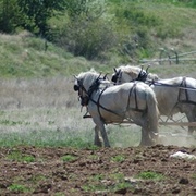 Old_style_plowing_card