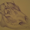 Teschio_12_penna_bic_su_cartoncino_thumb