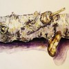 Bark_baumrinde_thumb
