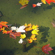 Leaves_card