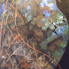 Aquarium_thumb