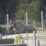 February_2012_chuckie_cheese__and_zoo_052_card