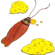 Waterbug_card