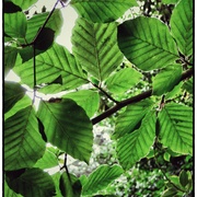 Green_card