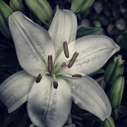 Whitef1_card