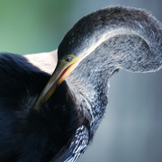 Grooming_over_the_shoulder_card