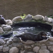 February_2012_chuckie_cheese__and_zoo_065_card