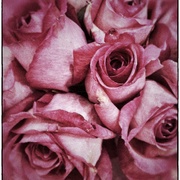 Driedrose_card