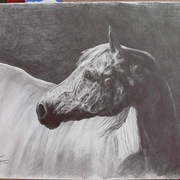 Horse_2_card