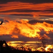 Sunset_cacti_img_2962_pix_dla60_card