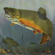 Trout_in_progress_card