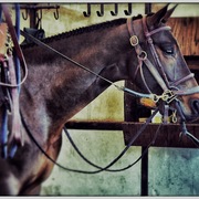Horse2_card