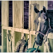 Stable_card