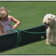 Dog_card