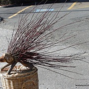 New_porcupine_008_card