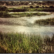 Greencay_card