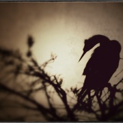Bbird_card