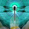 Dragonflies2_thumb