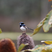 Img_2165_card