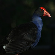Img_2672_card
