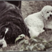 Stabledogs_card