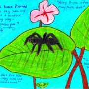 Pinktoe_tarantula_card