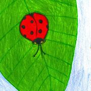 Lady_bug2_card