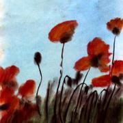 Blooming_poppies_card