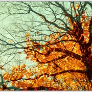 Untitled-1e_card
