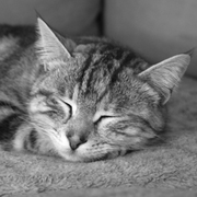 Marbles_sleeping_card