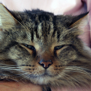 Rufus_card