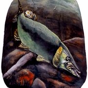 Walleye_card