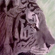 Tiger_card