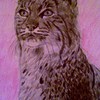 Cat1_thumb