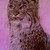 Cat1_tiny_square