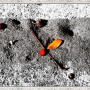 Antholes_card