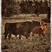 Cows_card