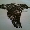 Blue_kingfisher_thumb