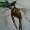 Red_whiskered_bulbul_thumb