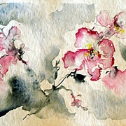 Lapacho_card
