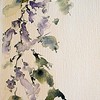 Jacarand__thumb