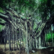 Banyanjungle_snapseed_card