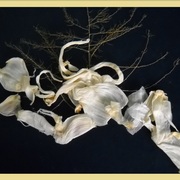 Flying_abstract_card