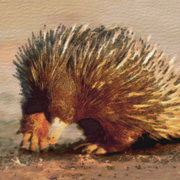 Echidna_watercolour_card