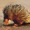 Echidna_watercolour_thumb