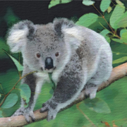 Koala_watercolour___ink_card