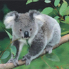Koala_watercolour___ink_thumb