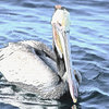 Brown-pelican-watercolour_thumb