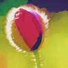 Poppy_watercolour_thumb
