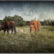 2cows_card